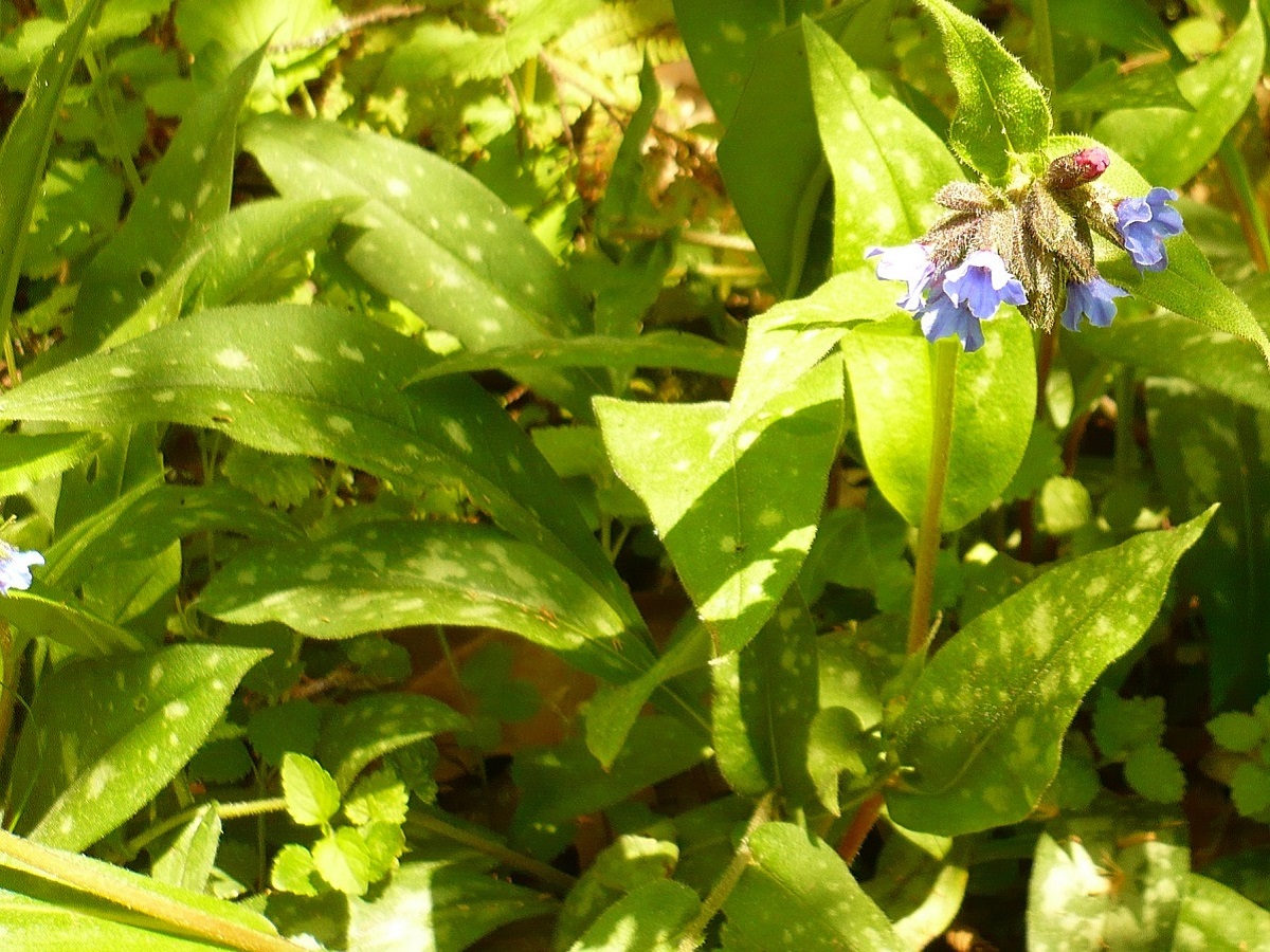 Pulmonaria longifolia subsp. longifolia (Boraginaceae)